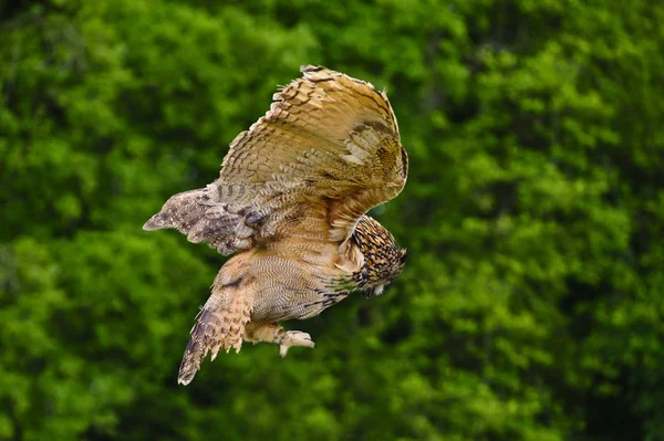 Stunning European eagle owl in flight — Stock Photo, Image