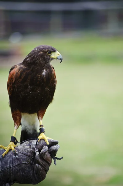 Harris hawk bird of prey during falconry display — Stock Photo, Image