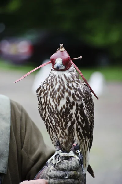 鷹狩り展示中にフード付き gyr ハヤブサ — ストック写真