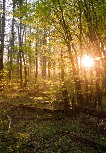 Luz cálida del amanecer atravesando árboles forestales y dosel — Foto de Stock