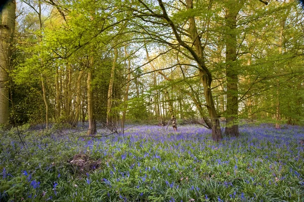 Taze parlak renkli bahar bluebell ahşap — Stok fotoğraf