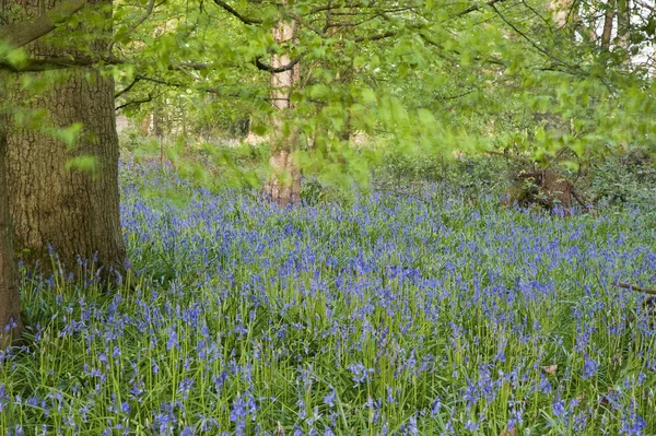 Bright fresh colorful Spring bluebell wood — Stock Photo, Image