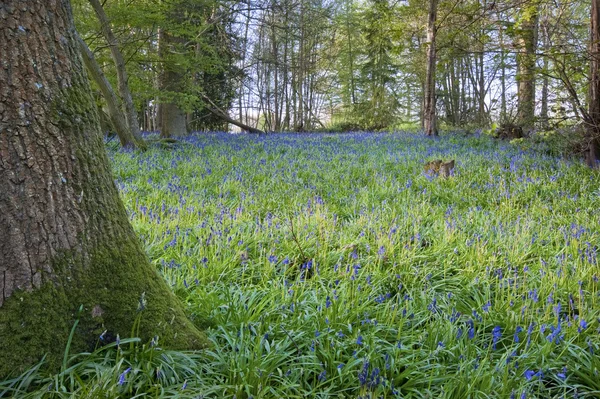 Ljusa fräscha färgstarka våren bluebell trä — Stockfoto