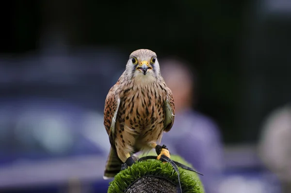Mannelijke Torenvalk Roofvogel raptor tijdens valkerij vertoning — Stockfoto