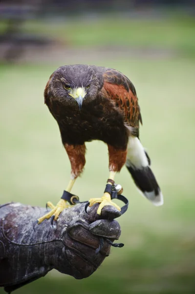 Harris Şahin Şahinle sırasında bir yırtıcı kuş görüntüleme — Stok fotoğraf