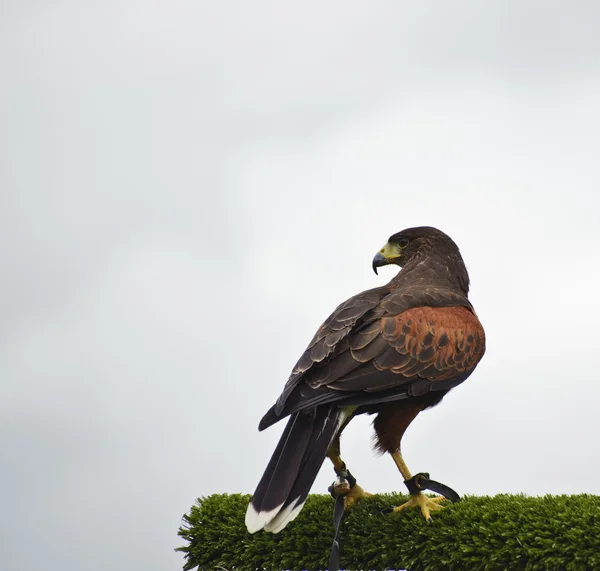 Harris falcão pássaro de rapina durante a exibição de falcoaria — Fotografia de Stock