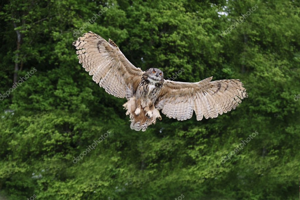 Stunning European eagle owl in flight — Stock Photo © Veneratio 7087806