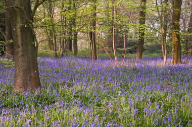 güzel taze bahar bluebell woods