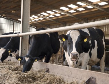 Cows in milking shed waiting for dairy farmer clipart