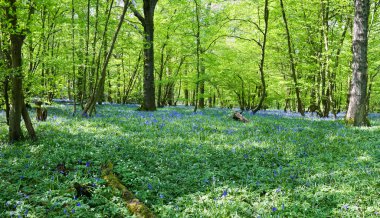 güzel taze bahar bluebell woods