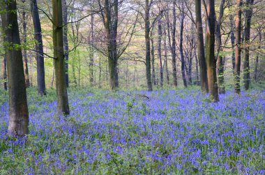 güzel taze bahar bluebell woods