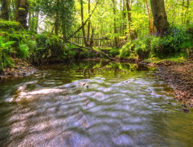 Low point of view along stream running through forest with deep clipart