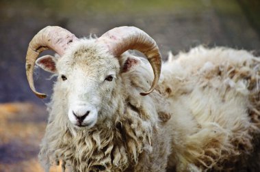 Southdown sheep ram clipart