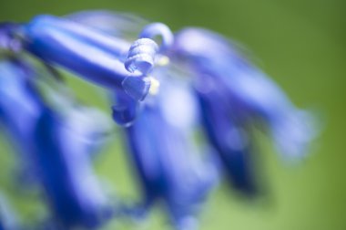 sığ derinliği alan makro bluebell çiçek