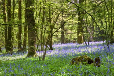 Bahar bluebell ormanda sıcak Altın ışık