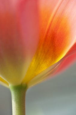 taze bahar canlı Lale çiçek güzel yumuşak pastel resim