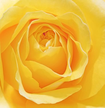 Beautiful macro close up of fresh sprring rose flower with vibra clipart