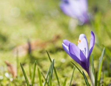 Makro yakın çekim taze bahar crocus çiçek sığ derinliği