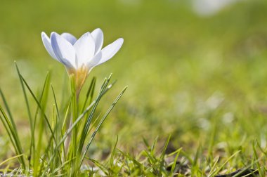 Makro yakın çekim taze bahar crocus çiçek sığ derinliği