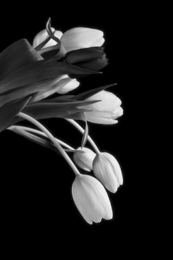 Beautiful soft infra red tulip bouquet clipart
