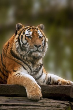 Stunning close up image of tiger relaxing on warm day clipart