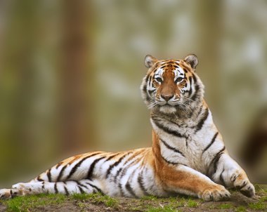 Alert Siberian tiger responds to loud noise clipart
