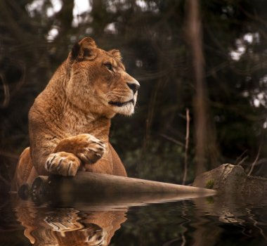 Stunning lioness relaxing on a warm day reflection in water clipart