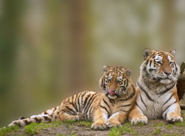 Beautiful image of tigress relaxing on grassy hill with cub clipart