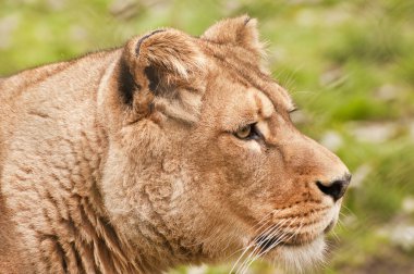 Stunning lioness relaxing on a warm day clipart