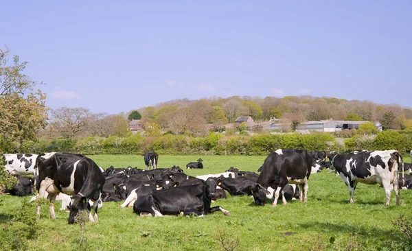 Zwart-witte koeien grazen in veld op zonnige dag — Stockfoto