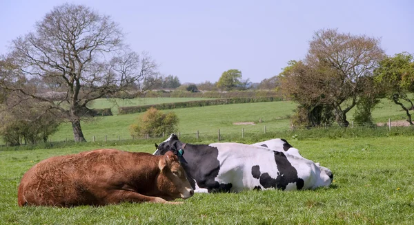 Zwart-witte koeien grazen in veld op zonnige dag — Stockfoto