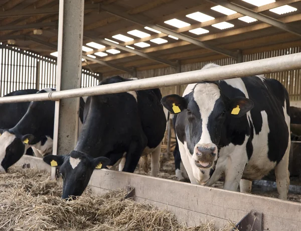 Vacas en el establo de ordeño esperando a los ganaderos — Foto de Stock