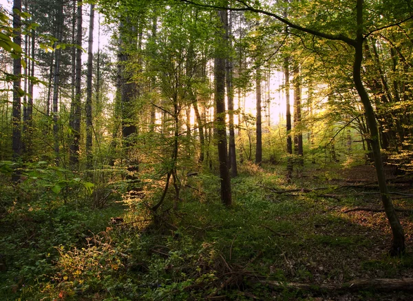 Warme zonsopgang licht breekt door bos bomen en luifel — Stockfoto