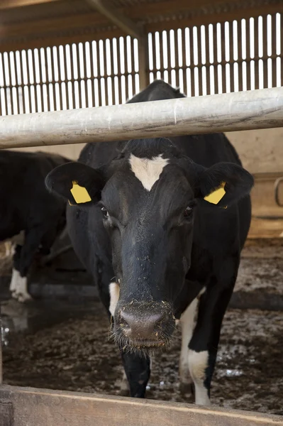 Vacas en el establo de ordeño esperando a los ganaderos —  Fotos de Stock