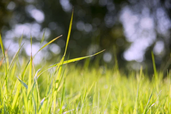 Spring nature background with grass blades and defocussed lights — Stock Photo, Image