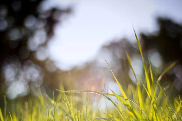 Primavera sfondo natura con lame di erba e luci sfocate — Foto Stock