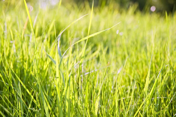 stock image Spring nature background with grass blades and defocussed lights