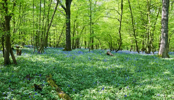 Beautiful fresh Spring bluebell woods — Stock Photo, Image
