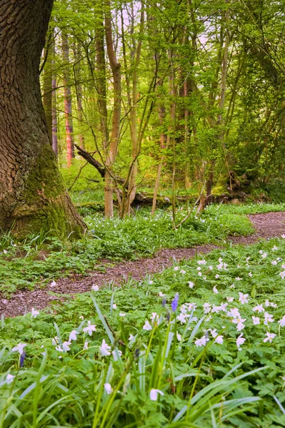 Beaux bois frais de bluebell de printemps avec des anomones blancs — Photo