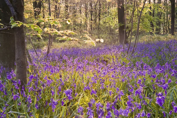 Beaux bois frais de Bluebell de printemps — Photo