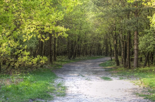 Path through fresh bright Spring woodland — Stock Photo, Image