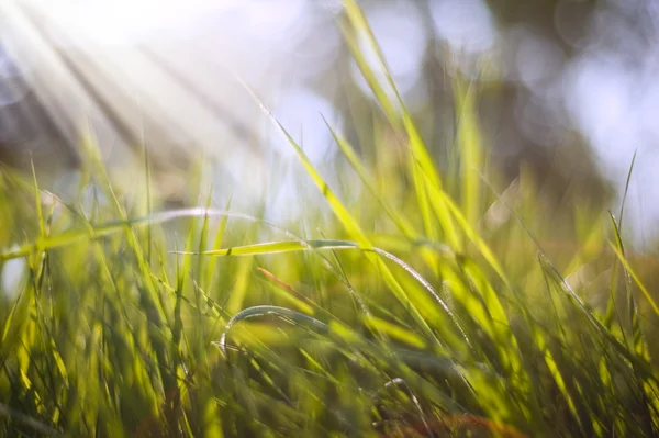 春の自然の背景に草の刃、defocussed ライト — ストック写真