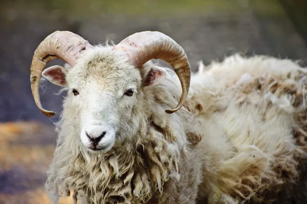 サウスダウン羊 ram — ストック写真