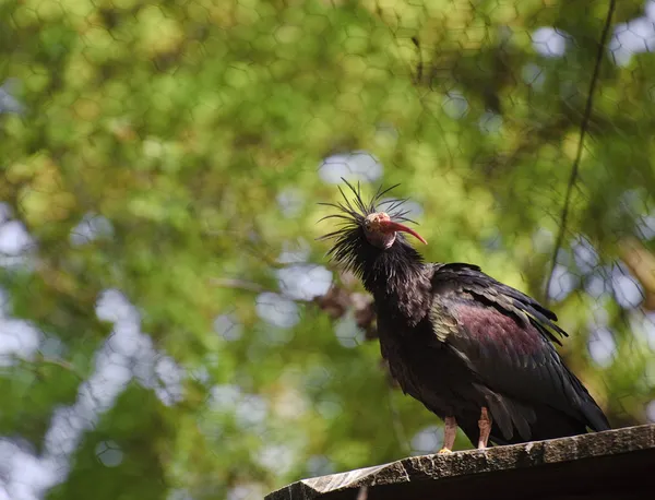 Close up van zeldzame Kale ibis vogel in gevangenschap op kweekprogramma — Stockfoto
