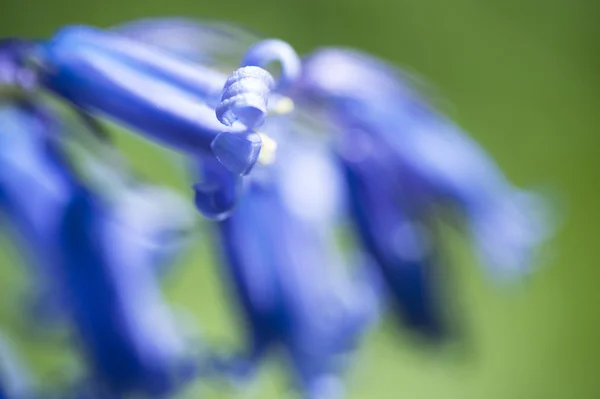 블루 벨 꽃의 매크로 필드의 얕은 깊이 — 스톡 사진