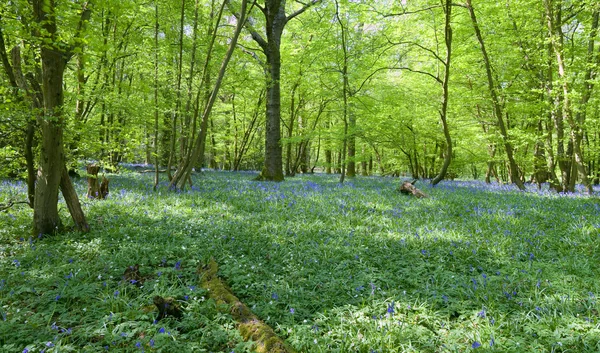 Hermosos bosques frescos de primavera bluebell — Foto de Stock