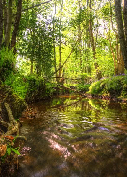 Punto de vista bajo a lo largo del arroyo que corre a través del bosque con profundidad — Foto de Stock
