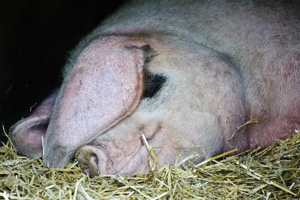 Domestic sow pig sleeping on farm in straw