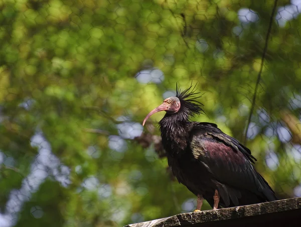 Close up of rare bald ibis bird in captivity on breeding program — Stock Photo, Image