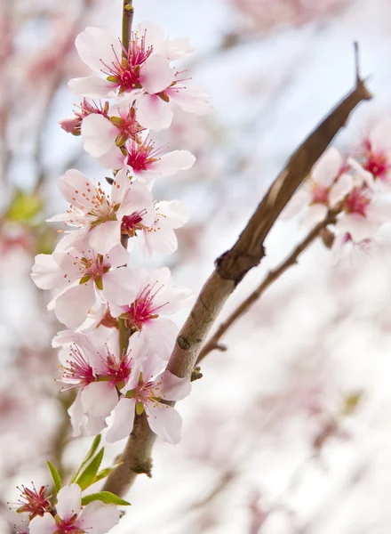 Beautiful high key bright Spring blossom image — Stock Photo, Image